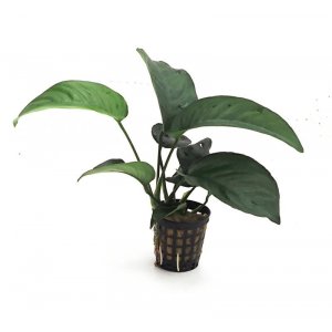ANUBIAS - ANUBIAS BARTERI var. BARTERI L.